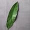 Tropical Bird Of Paradise Leaf Spray by Ashland®